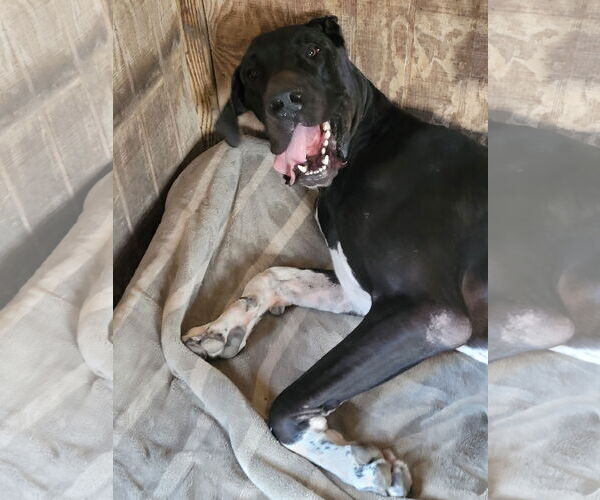 Medium Photo #3 Great Dane Puppy For Sale in Palm Beach, FL, USA