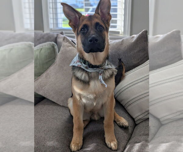 Medium Photo #38 German Shepherd Dog Puppy For Sale in LA FAYETTE, NY, USA