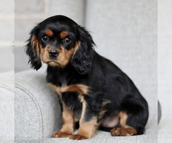 Medium Photo #3 Cavalier King Charles Spaniel Puppy For Sale in NARVON, PA, USA