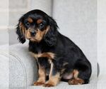 Small Photo #3 Cavalier King Charles Spaniel Puppy For Sale in NARVON, PA, USA