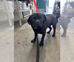 Small Pug