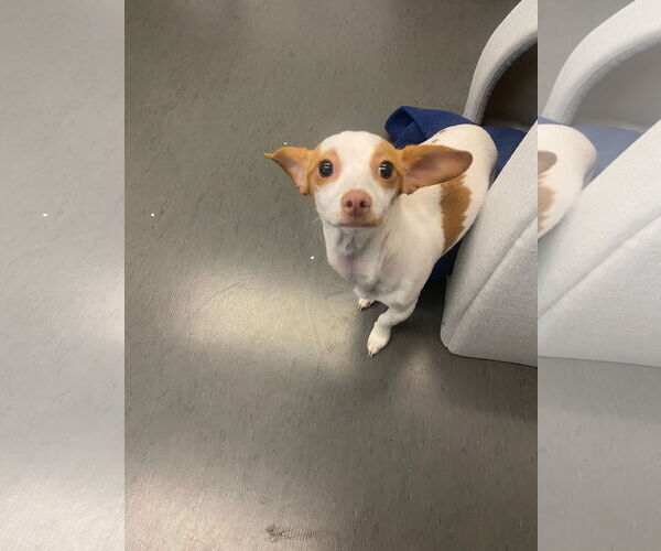 Medium Photo #8 Italian Greyhuahua Puppy For Sale in San Francisco, CA, USA