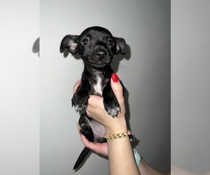 Chihuahua Puppy for Sale in CHICAGO, Illinois USA