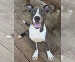 Small #1 American Pit Bull Terrier Mix