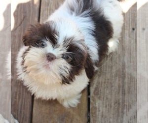 Shih Tzu Puppy for sale in THAYER, KS, USA