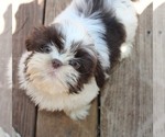 Image preview for Ad Listing. Nickname: Mr Gizmo