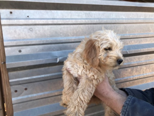 Miniature Labradoodle Puppy for sale in AUSTIN, TX, USA