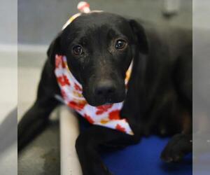Labrador Retriever-Unknown Mix Dogs for adoption in San Antonio, TX, USA