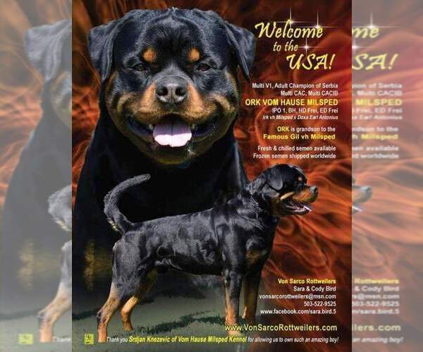Medium Photo #1 Rottweiler Puppy For Sale in LYONS, OR, USA