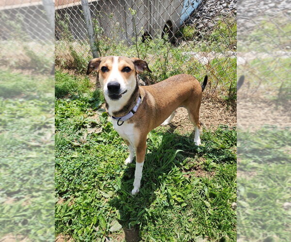 Medium Photo #2 Mutt Puppy For Sale in Evansville, IN, USA