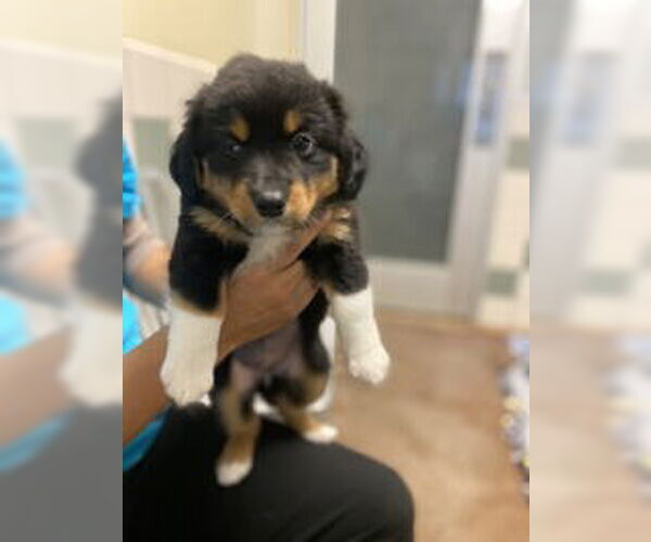 Medium Photo #1 Mutt Puppy For Sale in Salinas, CA, USA