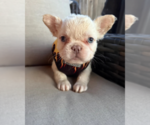 Small #4 French Bulldog