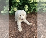 Puppy Puppy 3 Labradoodle