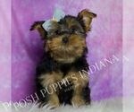 Small Photo #8 Yorkshire Terrier Puppy For Sale in WARSAW, IN, USA