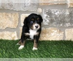 Small Photo #6 Miniature Australian Shepherd Puppy For Sale in COLLEGE STA, TX, USA