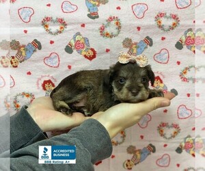 Schnauzer (Miniature) Puppy for sale in WINNSBORO, LA, USA
