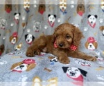 Small #4 Cavapoo (Miniature)