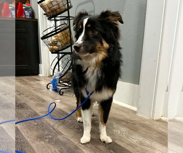 Medium Photo #3 Australian Shepherd-Unknown Mix Puppy For Sale in Canton, CT, USA