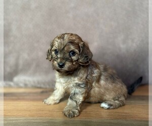 Poodle (Miniature)-ShihPoo Mix Puppy for sale in FREDERICKSBG, OH, USA