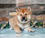 Small #2 Shiba Inu