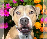 Small #6 American Pit Bull Terrier
