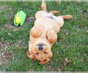 Labrador Retriever Puppy for sale in SYRACUSE, IN, USA