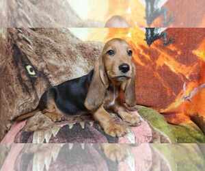 Basset Hound Puppy for sale in SALEM, WV, USA
