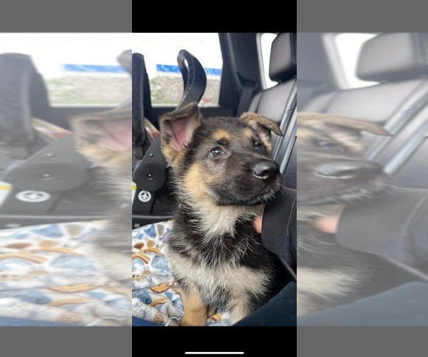 Medium Photo #1 German Shepherd Dog Puppy For Sale in ELMWOOD PARK, IL, USA