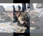 Small Photo #1 German Shepherd Dog Puppy For Sale in ELMWOOD PARK, IL, USA