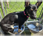 Small Australian Kelpie-Dachshund Mix