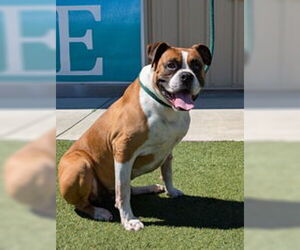 Boxer Dogs for adoption in Salinas, CA, USA