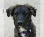 Small Australian Shepherd Mix