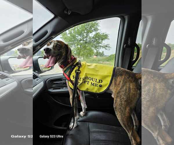 Medium Photo #2 Plott Hound-Unknown Mix Puppy For Sale in Waterloo, IA, USA