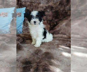 Yorkshire Terrier Puppy for sale in ELIZABETH, CO, USA