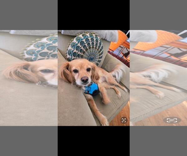 Medium Photo #2 Cocker Spaniel-Unknown Mix Puppy For Sale in Hayward, CA, USA