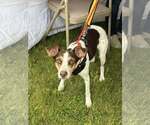 Small #19 Mutt