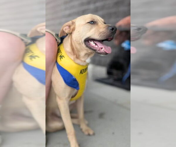 Medium Photo #2 Siberian Husky-Unknown Mix Puppy For Sale in White Bluff, TN, USA