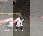 Small #3 Boston Terrier