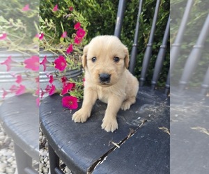 Golden Retriever Puppy for sale in WILLIAMSTOWN, KY, USA