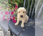 Image preview for Ad Listing. Nickname: Peanut