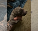 Small Photo #2 Cane Corso Puppy For Sale in CLEVELAND, AL, USA