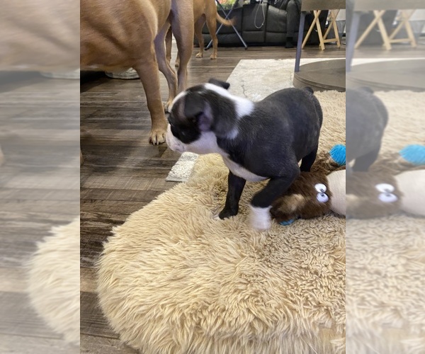 Medium Photo #9 Boston Terrier Puppy For Sale in FREDONIA, KS, USA