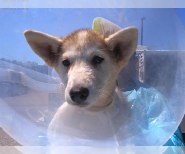 Medium Photo #1 Siberian Husky Puppy For Sale in Chula Vista, CA, USA