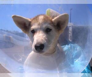 Siberian Husky Dogs for adoption in Chula Vista, CA, USA