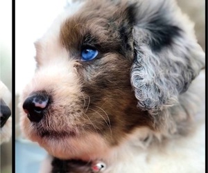 Bernedoodle Puppy for Sale in OVERLAND PARK, Kansas USA