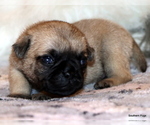 Small Photo #10 Pug Puppy For Sale in WINNSBORO, TX, USA