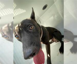 Labrador Retriever-Unknown Mix Dogs for adoption in Houston, TX, USA