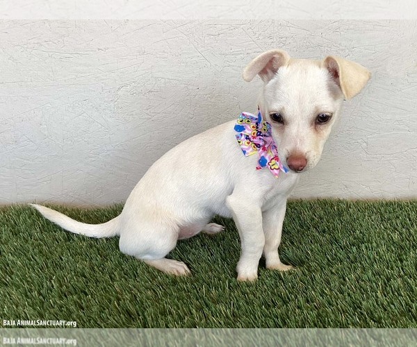 Medium Photo #3 Chihuahua-Unknown Mix Puppy For Sale in San Diego, CA, USA