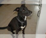 Small #5 Mutt