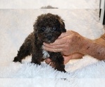 Small #14 Poodle (Toy)
